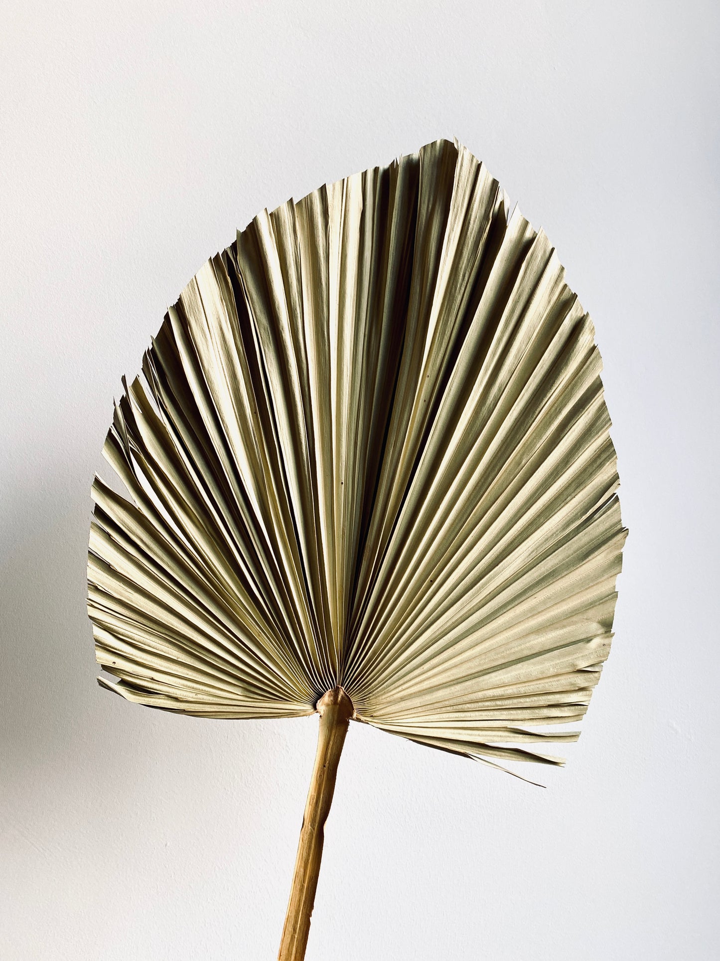 Palm Leaves Set of 3 - Decorative palm leaf, natural