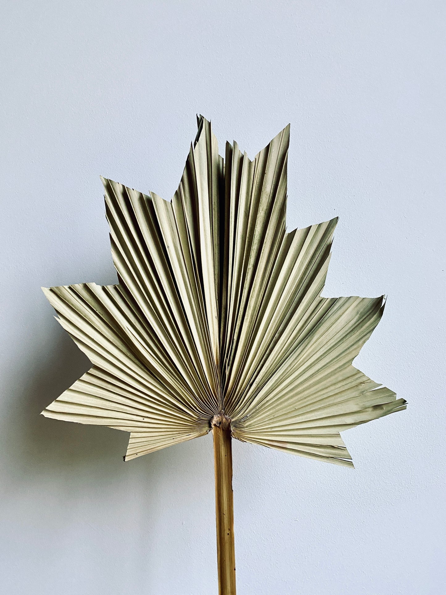 Palm Leaves Set of 3 - Decorative palm leaf, natural