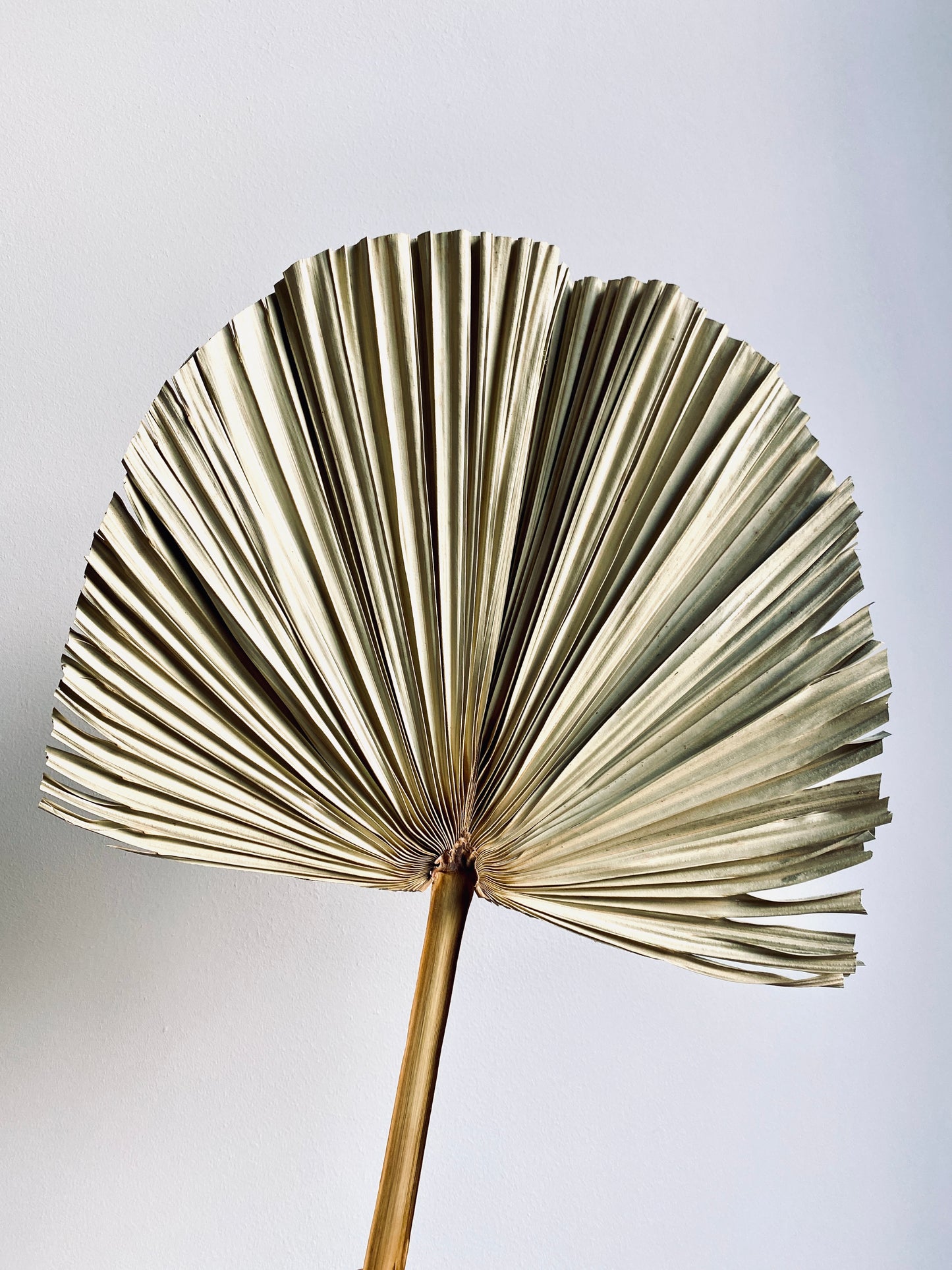 Palm Leaves Set of 3 - Decorative palm leaf, natural