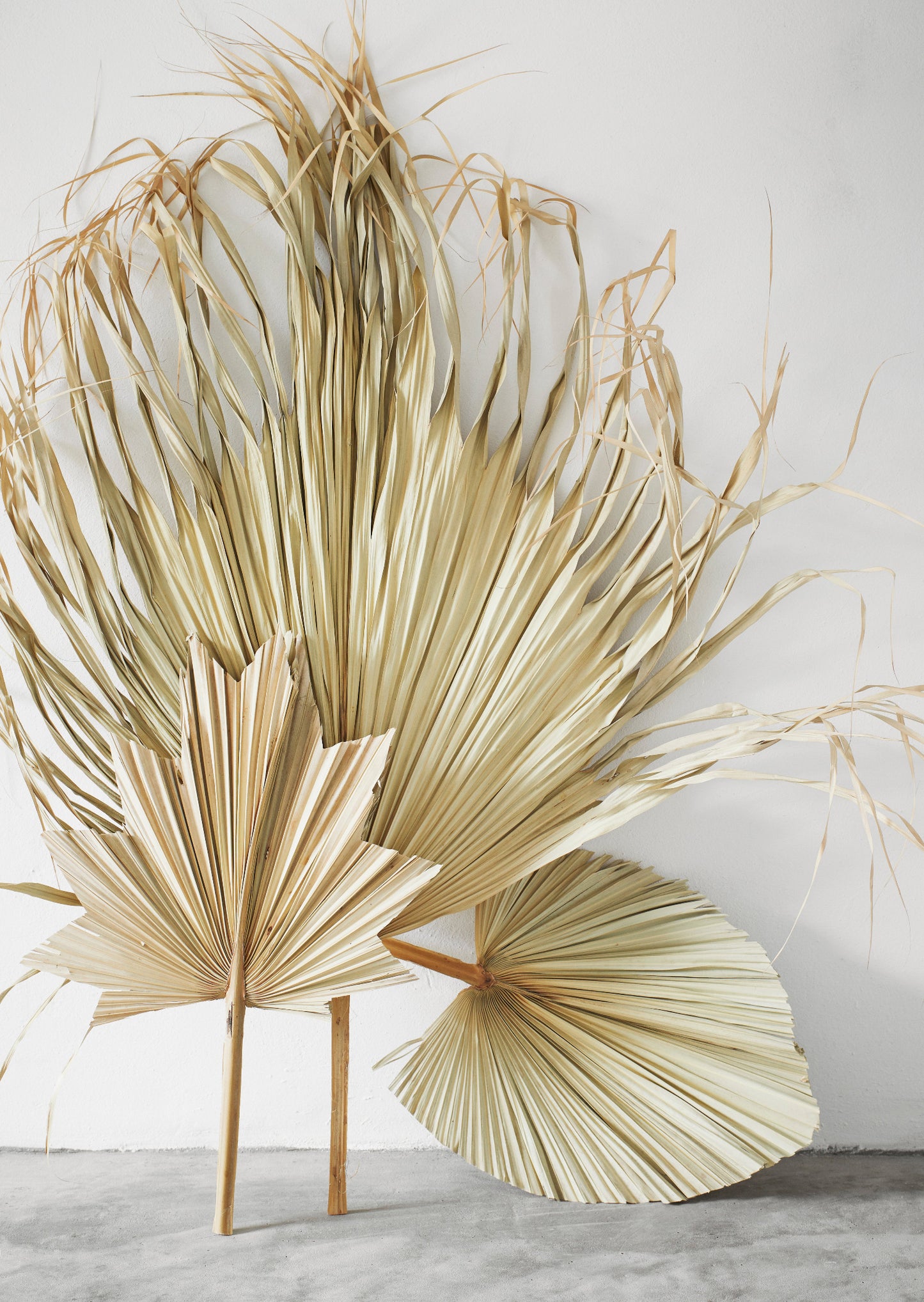 Palm Leaves Set of 3 - Decorative palm leaf, natural