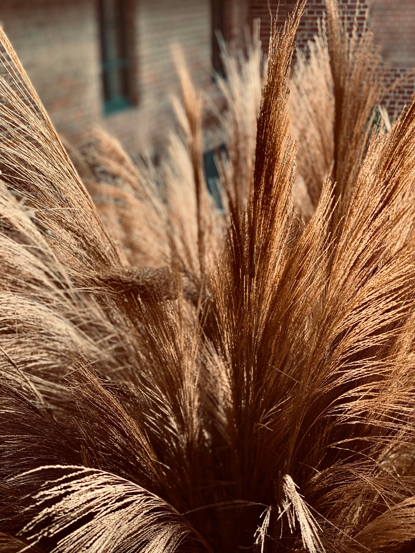 Ornamental grass bundles of natural grasses, dried