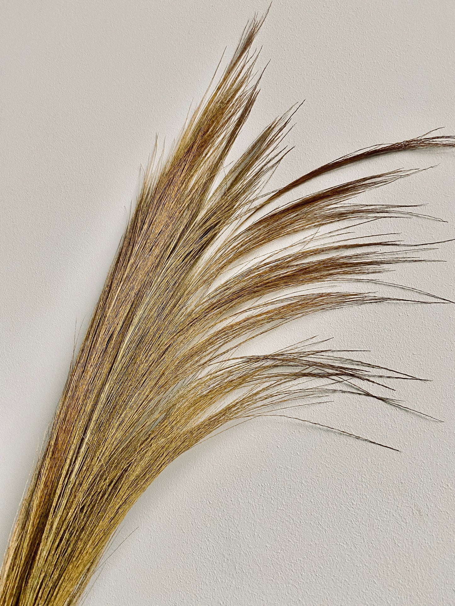 Ornamental grass bundles of natural grasses, dried