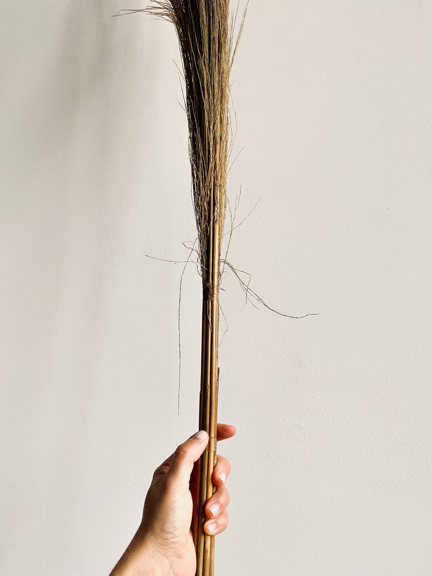 Ornamental grass bundles of natural grasses, dried