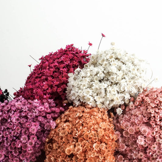 Glixia in diversity: Colorful dried flowers for creative decoration