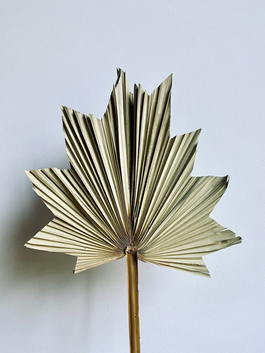 Palm Leaf "Star" - Deko Palmblatt, Natur