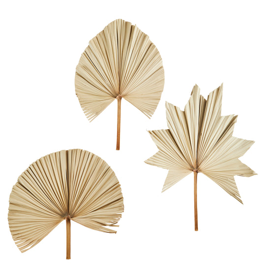 Palm Leaves Set of 3 - Decorative palm leaf, natural